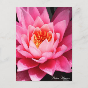 Carte Postale Fleur de Lotus, fleurs d'Asie