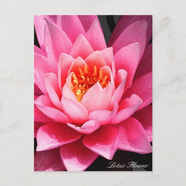 Carte Postale Fleur de Lotus, fleurs d'Asie (Devant)
