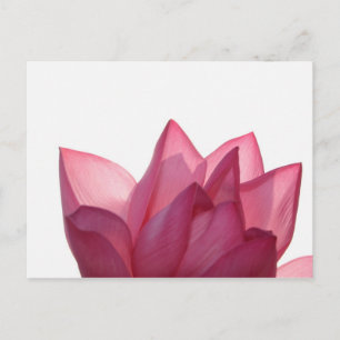 Carte Postale fleur de lotus [Nelumbio speciosum] en pleine