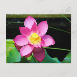 Carte Postale Fleur de Lotus rose chaud