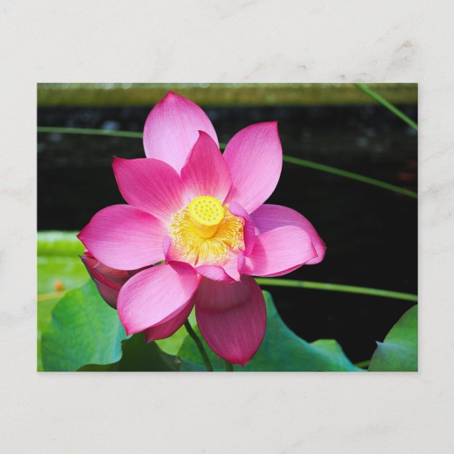 Carte Postale Fleur de Lotus rose chaud (Devant)