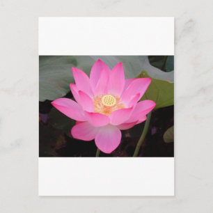 Carte Postale Fleur de lotus rose en fleurs