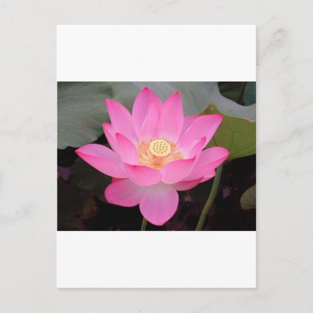 Carte Postale Fleur de lotus rose en fleurs (Devant)
