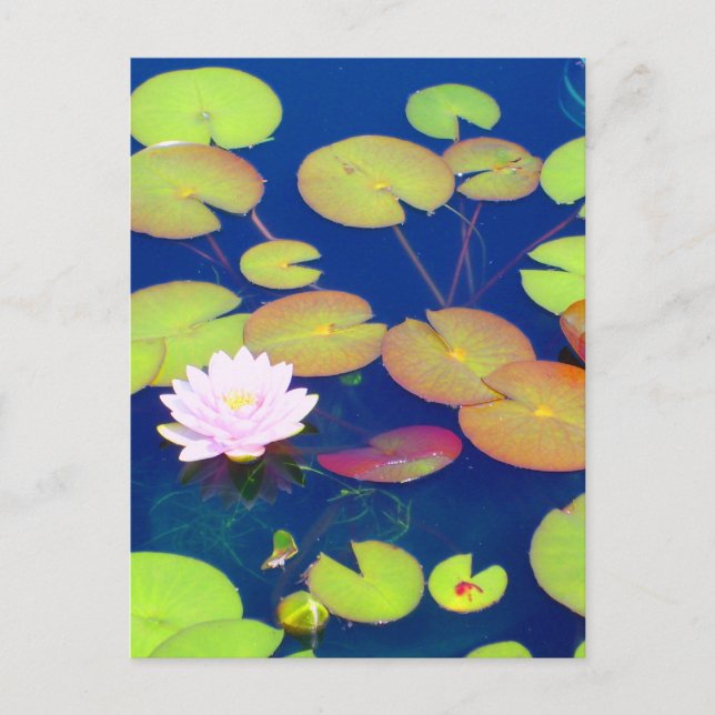 Carte Postale Fleur de Lotus rose flottant avec des coussinets d (Devant)