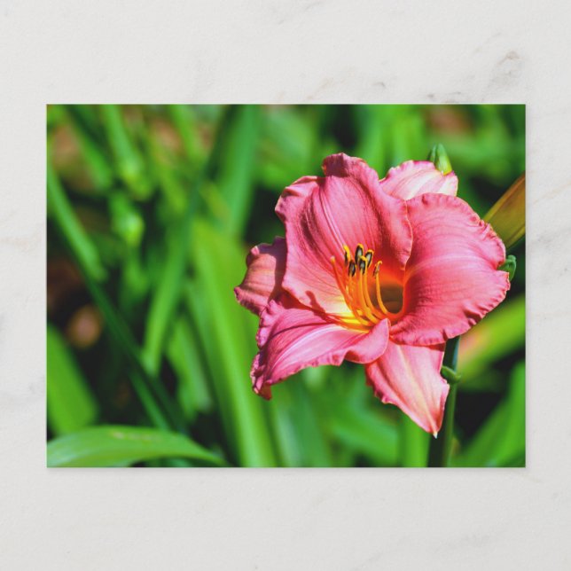 Carte Postale Fleur de lys de jour vibrante (Devant)
