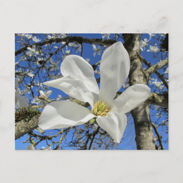 Carte Postale Fleur de Magnolia blanche dans l'arbre. (Devant)