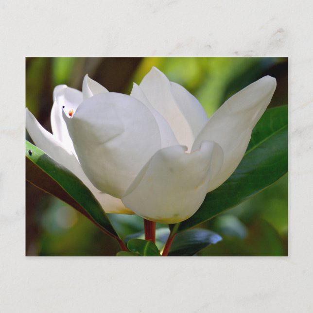 Carte Postale Fleur de Magnolia blanche en fleurs (Devant)