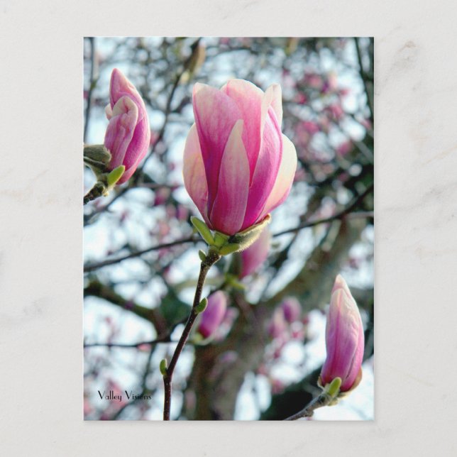 Carte Postale Fleur de Magnolia et bourgeons (Devant)