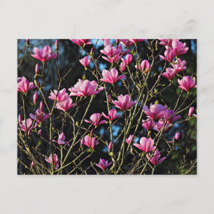 Carte Postale Fleur de Magnolia rose