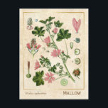 Carte Postale Fleur de Mallow vintage de Herbe Médicinale Botani<br><div class="desc">Prenez le charme d'hier avec les cartes postales vintages à base de plantes de Charmed Life, avec des lithographies allemandes de plantes et d'herbes médicinales de "Medizinal-Pflanzen" ou "Plantes médicinaux" de Franz Eugen Köhler, publiées en 1887. Malva sylvestris est une espèce du genre Malva du mallow dans la famille des...</div>