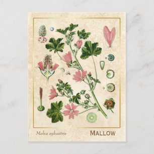 Carte Postale Fleur de Mallow vintage de Herbe Médicinale Botani