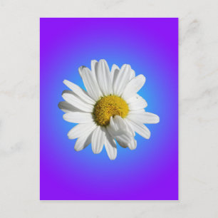 Carte Postale Fleur de marguerite blanche dégradé floral bleu vi