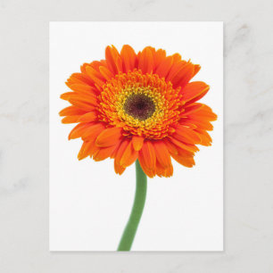 Carte Postale Fleur de Marguerite Gerbera Orange