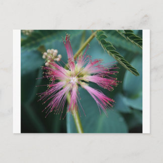 Carte Postale Fleur de Mimosa rose