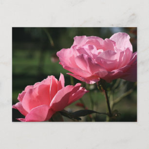 Carte Postale Fleur de naissance - JUIN - Rose