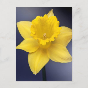 Carte Postale Fleur de Narcisse jaune peinture à l'aquarelle flo