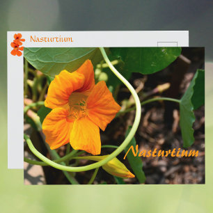 Carte Postale Fleur de Nasturtium Photographie Botanique