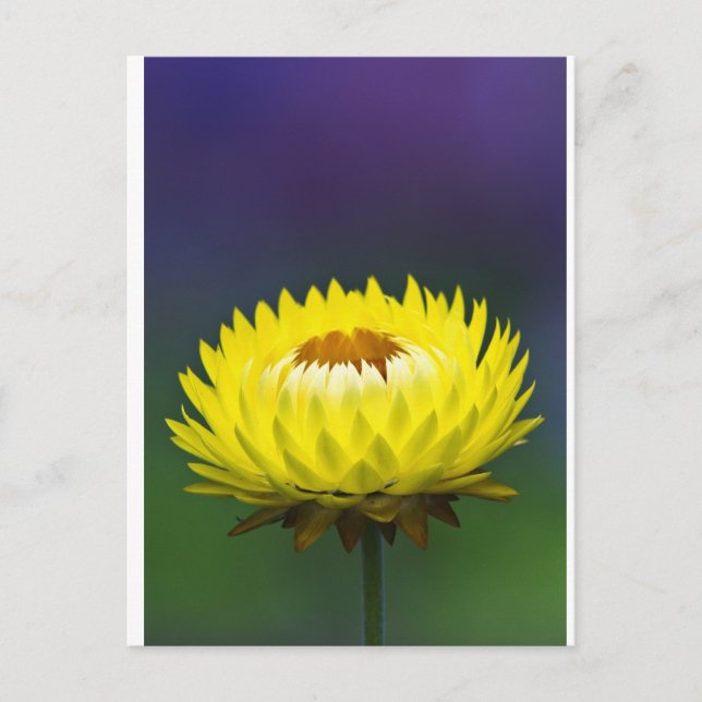 Carte Postale Fleur de paille jaune (Devant)