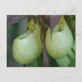 Carte Postale Fleur de paire à l'orchidée blanche
