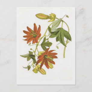 Carte Postale Fleur de passion