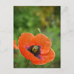 Carte postale Fleur de pavot orange sauvage (NZ)