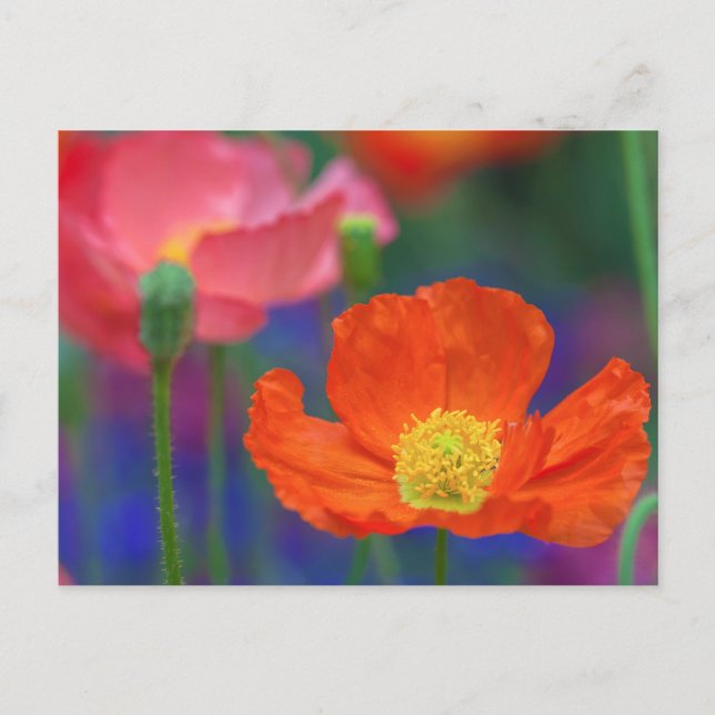 Carte Postale Fleur de pavot orange vibrant (Devant)
