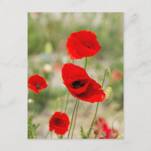 Carte Postale Fleur de pavot rouge sauvage