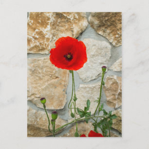 Carte Postale Fleur de pavot simple et mur de pierre derrière