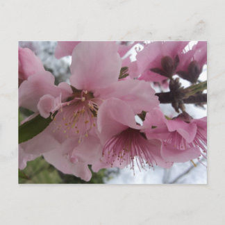 Carte Postale Fleur de pêche