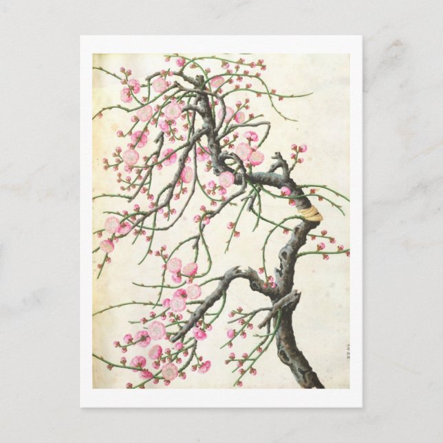 Carte Postale Fleur de pêche (couleur sur papier) (Devant)
