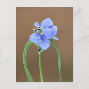 Carte Postale Fleur de Pétrole