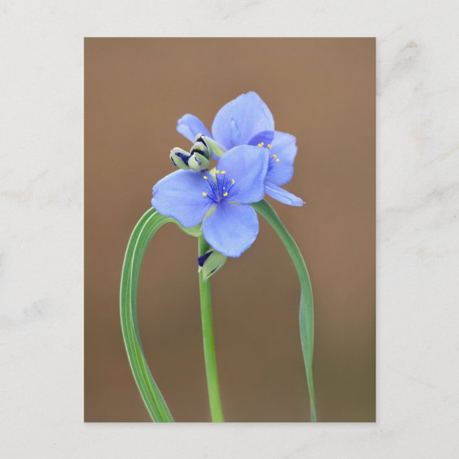 Carte Postale Fleur de Pétrole (Devant)
