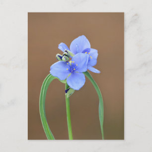 Carte Postale Fleur de Pétrole