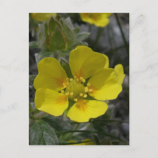 Carte Postale Fleur de pétrole, île Unalaska