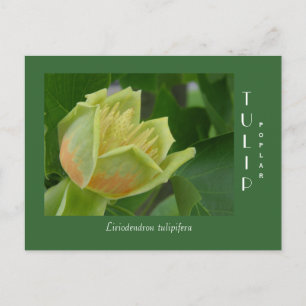 Carte Postale Fleur de peuplier tulipe