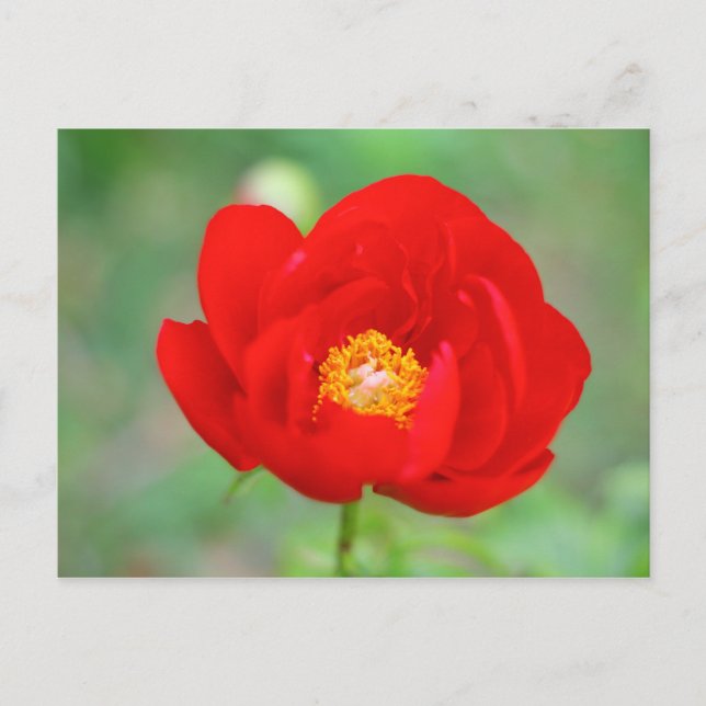 Carte Postale Fleur de pin rouge (Devant)