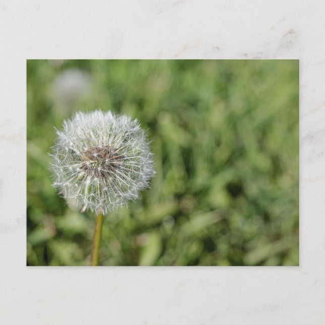 Carte Postale Fleur de pissenlit blanc sur herbe verte (Devant)