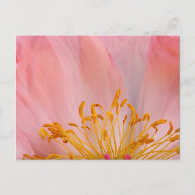 Carte Postale Fleur de pivoine (Devant)