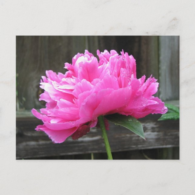 Carte Postale Fleur de pivoine rose (Devant)