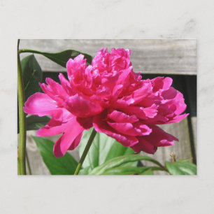 Carte Postale Fleur de pivoine rose