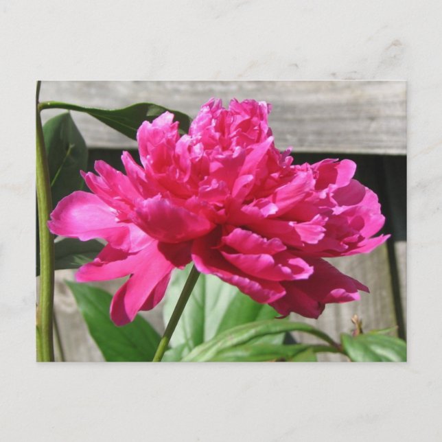 Carte Postale Fleur de pivoine rose (Devant)