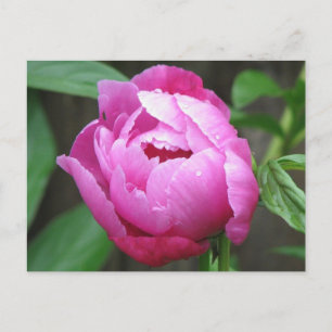 Carte Postale Fleur de pivoine rose