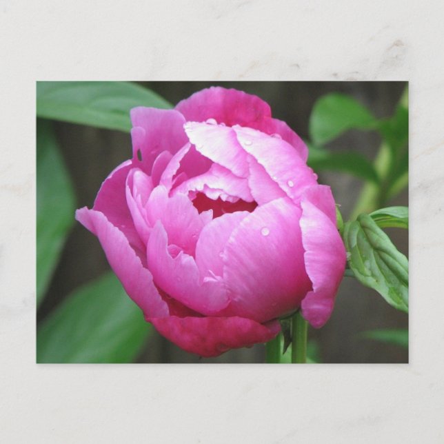 Carte Postale Fleur de pivoine rose (Devant)