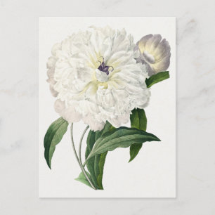 Carte Postale Fleur de pivoine vintage