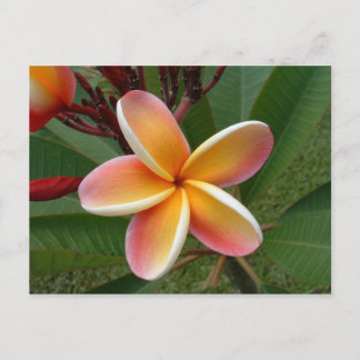 Carte Postale Fleur de Plumeria - Oahu, Hawaii