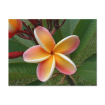 Fleur de Plumeria - Oahu, Hawaii