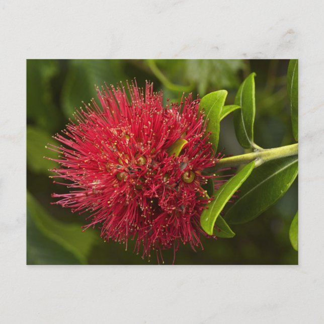 Carte Postale Fleur de Pohutukawa, Dunedin (Devant)