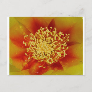 Carte Postale Fleur de poires épineuses
