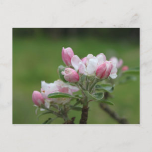 Carte Postale fleur de pommier et feuilles vertes