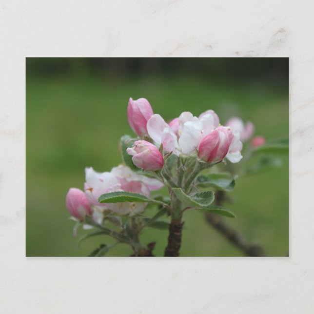 Carte Postale fleur de pommier et feuilles vertes (Devant)